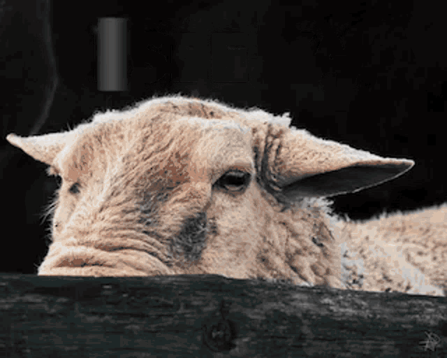 Preclikomut Cbat GIF - Preclikomut Cbat Sheep GIFs