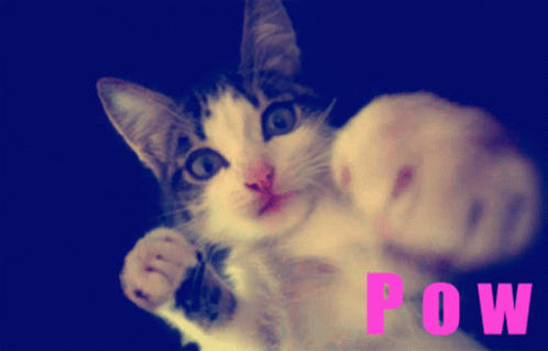 Cat Pow GIF - Cat Pow GIFs