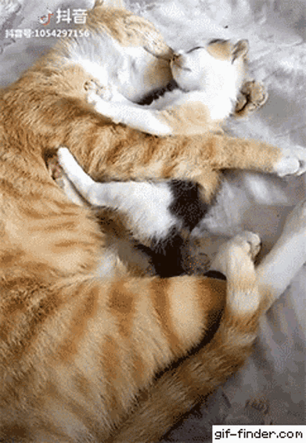 Kitten Hug Kitty GIF - Kitten Hug Kitty Cat GIFs