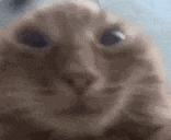 a close up of a cat looking at the camera with a blurry background .