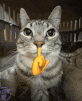 a cat is holding a yellow finger in its mouth and looking at the camera .
