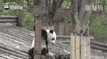 a panda bear is sitting on top of a wooden fence .