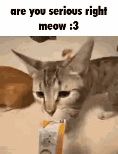 Cat Meow GIF - Cat Meow Right GIFs