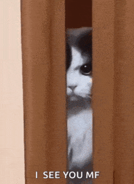 a cat is peeking out from behind a door and says `` i see you mf '' .