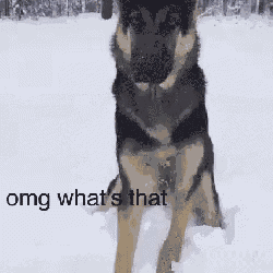 Dog Snow GIF - Dog Snow Dig GIFs