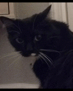 a close up of a black cat 's face with a white nose
