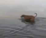 Dog Scared GIF - Dog Scared Water GIFs