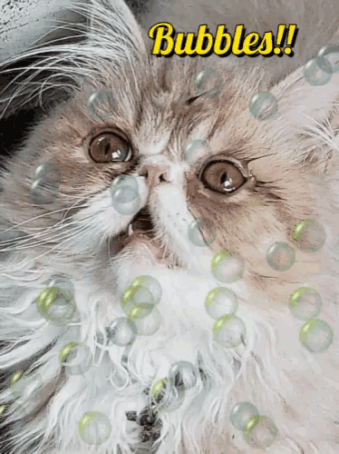 a picture of a cat with bubbles around it and the words bubbles written above it