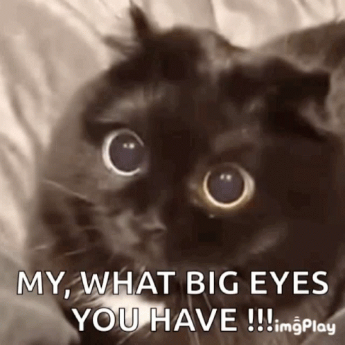 Surprised Cat GIF - Surprised Cat Cute GIFs