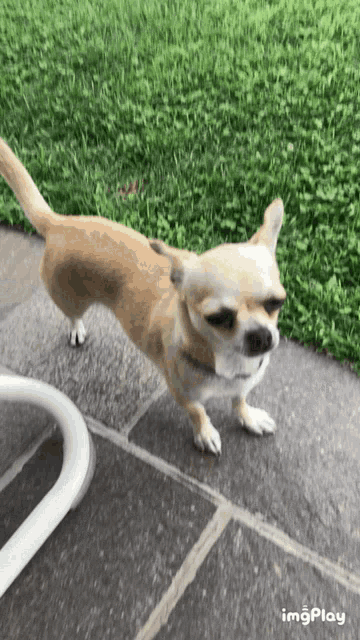 a small brown dog standing on a sidewalk with a white chair in the background and the word imgplay below it