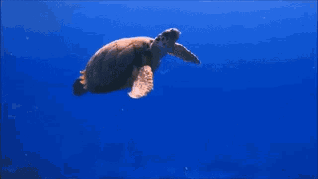 a sea turtle is swimming in the ocean looking at the camera