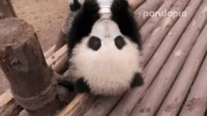 Panda Cute GIF - Panda Cute Milk GIFs