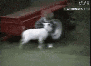 a man is riding a sheep in front of a red tractor .