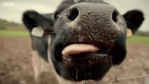 Goat Kisses GIF - Goat Kisses Morning GIFs