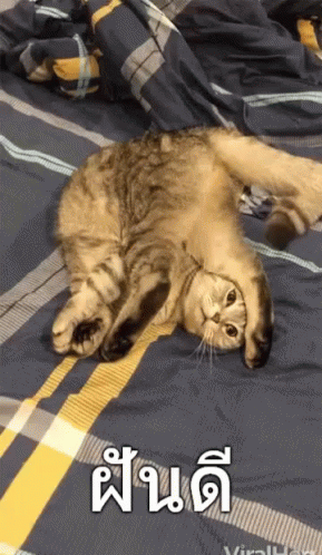 ฝันดี GIF - Good Night Viral Hog Cat GIFs