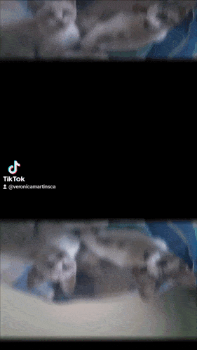 a tiktok video of three kittens is being shared