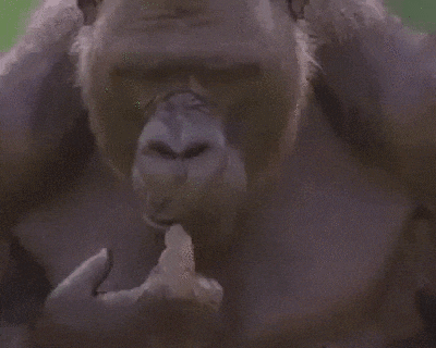 a gorilla is eating a banana in a close up of its mouth .