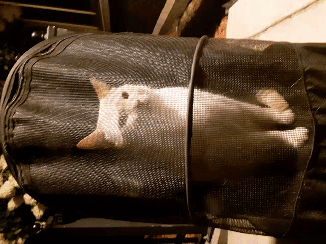 a white cat laying in a black mesh cage