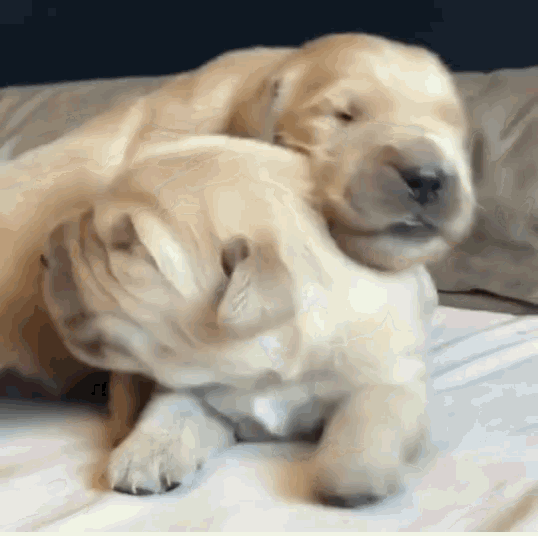 Dog Snuggle GIF - Dog Snuggle Cute GIFs