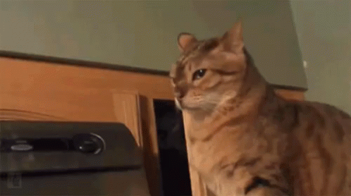 Slap GIF - Sneak Cat Prank GIFs