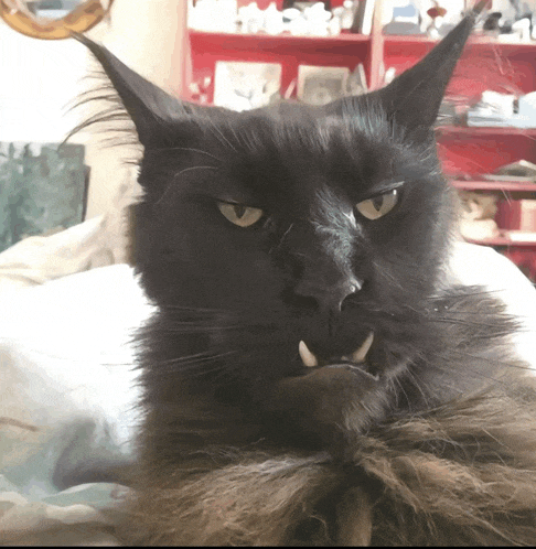 a black cat with sharp teeth is laying on a white blanket