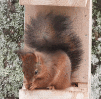 a squirrel is sitting in a wooden box looking out