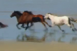 Runaway Horse GIF - Runaway Horse Horses GIFs