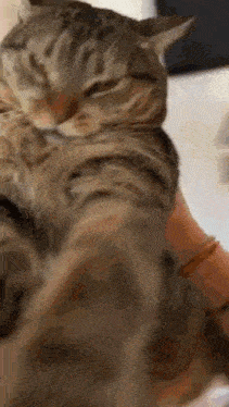 Cat Spin GIF - Cat Spin Silly GIFs