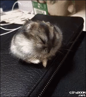 Sleep Hamster GIF - Sleep Hamster Good Morning GIFs