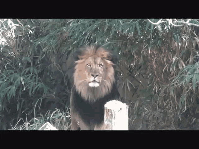 Lion Stare GIF - Lion Stare Annoyed GIFs
