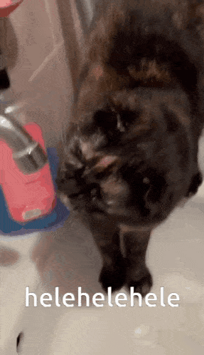a cat is drinking water from a faucet in a bathroom with the words helehelehele below it .