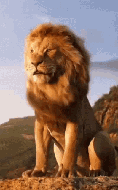 a lion with a long mane is standing on top of a hill