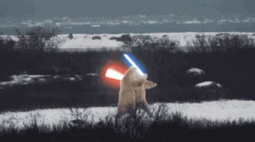 Bear Fight GIF - Bear Fight Due To Climate Change GIFs