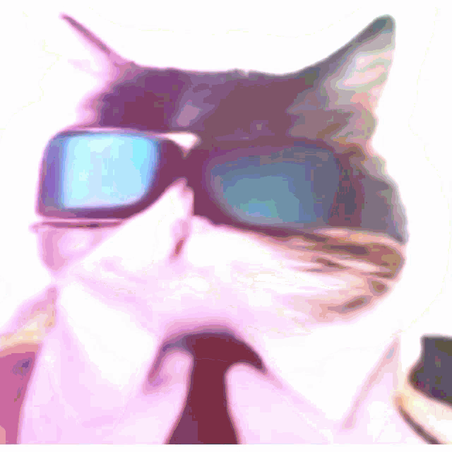 Business Cat Rave Cat GIF - Business Cat Rave Cat GIFs