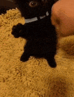 a person is petting a small black cat on a yellow rug .