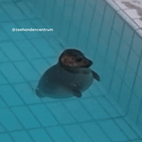 a seal is swimming in a pool with the words zeehondencentrum written on the bottom