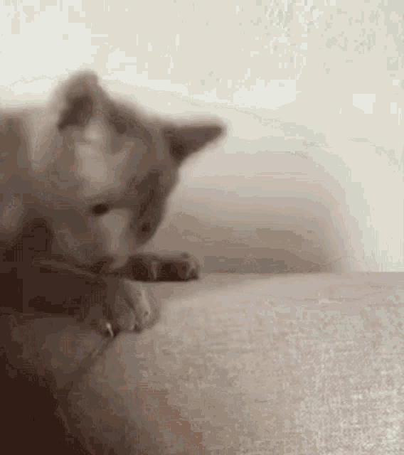 Marcelo Gato GIF - Marcelo Gato Cat GIFs