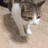 a cat is walking on a wooden floor .