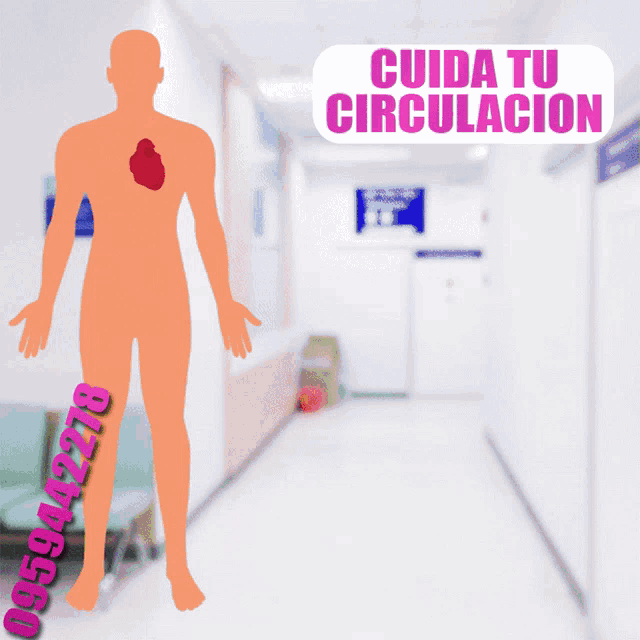 a drawing of a human body with the words cuida tu circulacion on the top