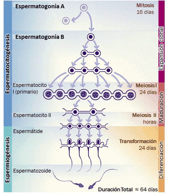 a diagram showing the stages of a sperm 's life