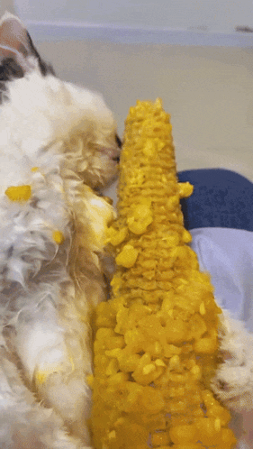 a white dog is eating a corn on the cob