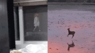 a blurred image of a person walking next to a picture of a deer on a beach
