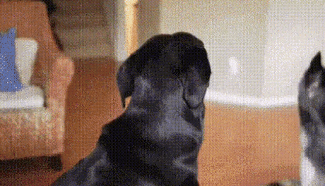 Surprise Dog GIF - Surprise Dog GIFs