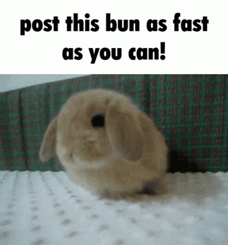 Post This Bun As Fast As You Can Meme GIF - Post This Bun As Fast As You Can Meme Post This Cat GIFs