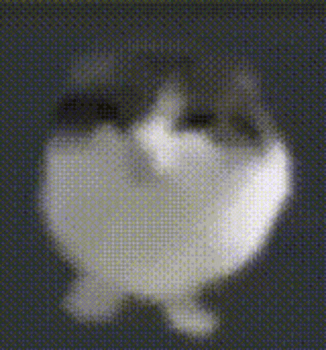 a black and white photo of a cat on a black background