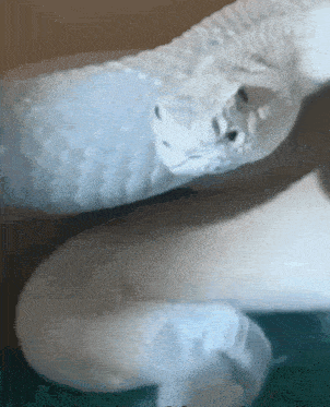 a close up of a white snake laying on a blue surface
