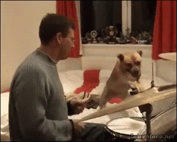 Dog Band Practice GIF - Dog Band Practice Drums GIFs