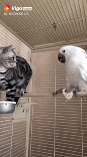 Parrot Cat GIF - Parrot Cat Cockitail GIFs