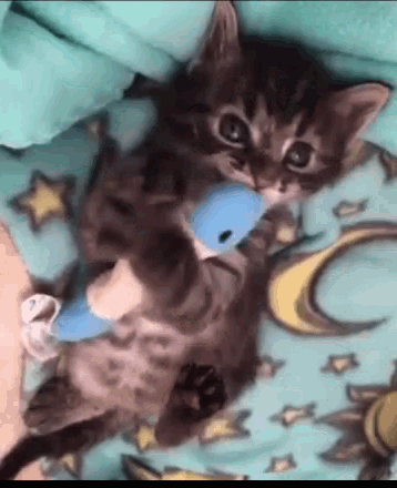 Kitten Toyfish GIF - Kitten Toyfish Cat GIFs