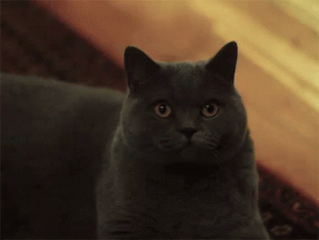 Cat Glare GIF - Cat Glare That Look GIFs